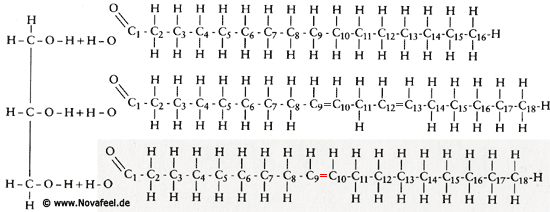 Fett-Strukturformel